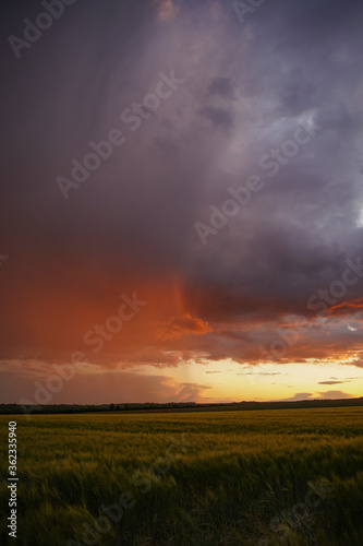 Wheat or barley field under storm cloud. At sunset, the color of the clouds is orange and dark blue. Beautiful landscape. © Varga_photography