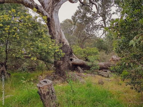 gum tree and wattle on the werribee river