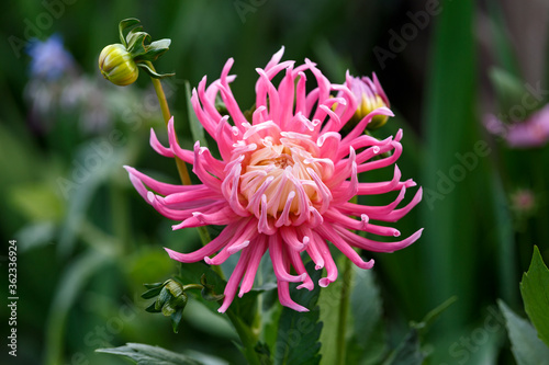 pink Dahlia Cactus mix hybrid flowers growing in summer cottage garden