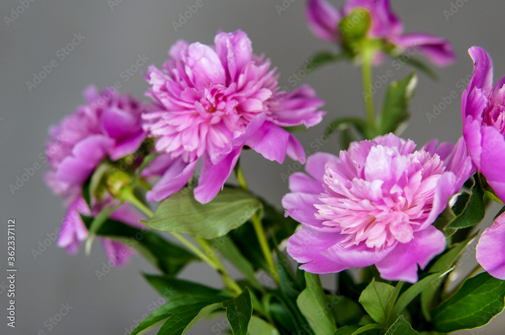 Pink peony over gray wall Pink peony over gray wall