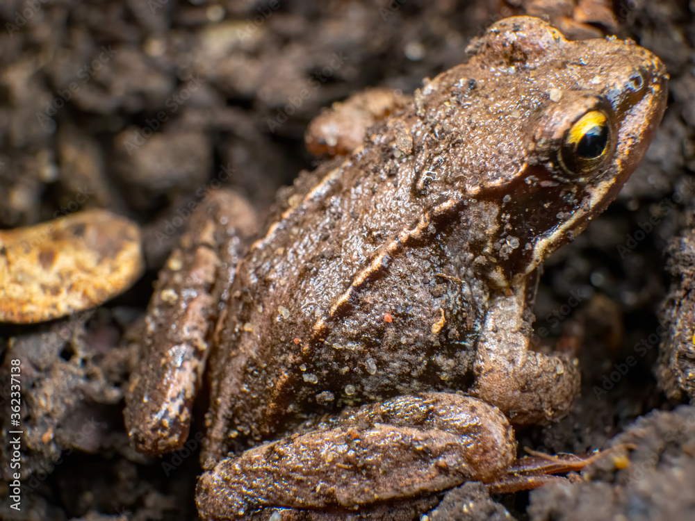 Fototapeta premium Frog closup