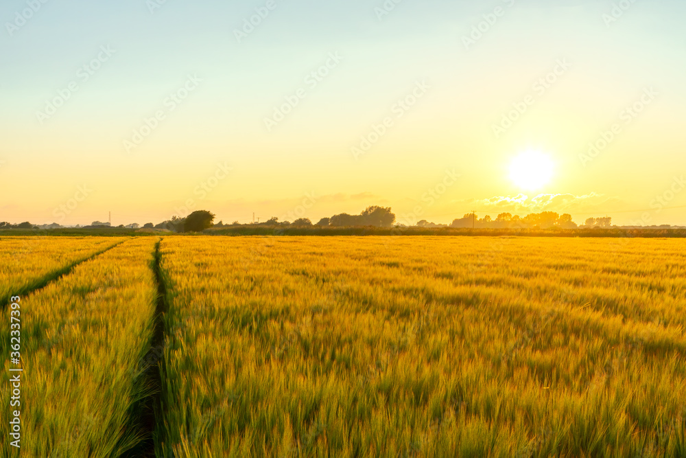 Golden Barley Field