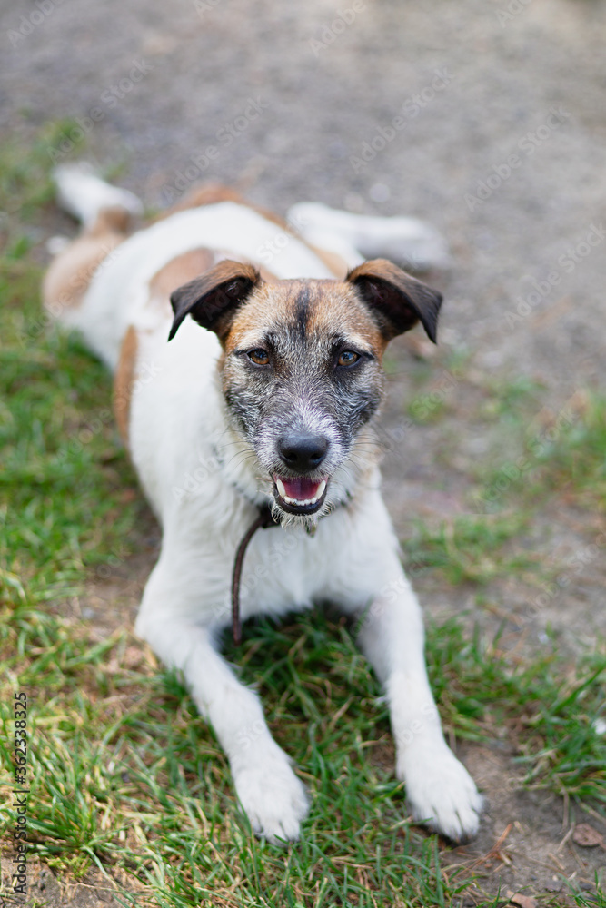 Jack Russell is lying on  ground, dog is hot and breathing heavily,  dog with  collar, selective focus