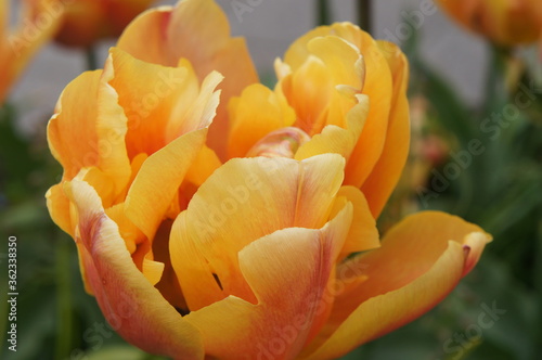tulip
flower
yellow flower

