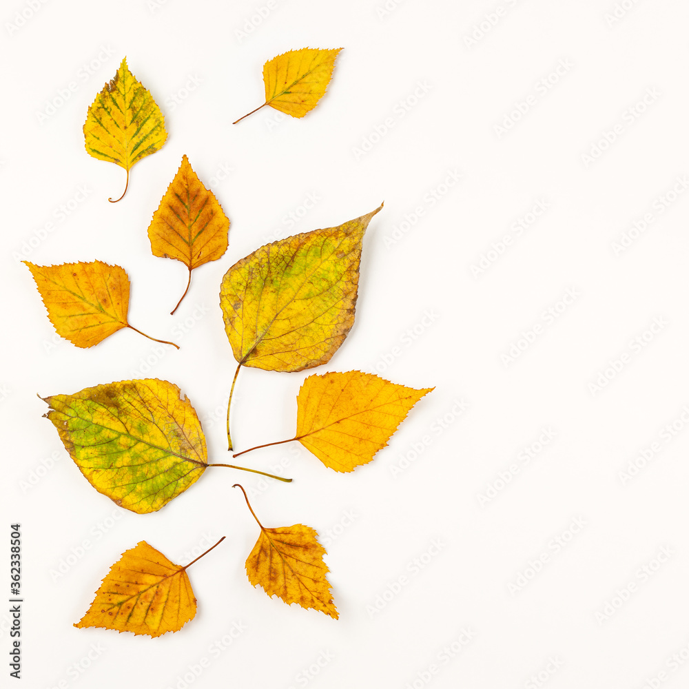 Autumn composition with autumn dried leaves on white background. Flat lay, copy space.