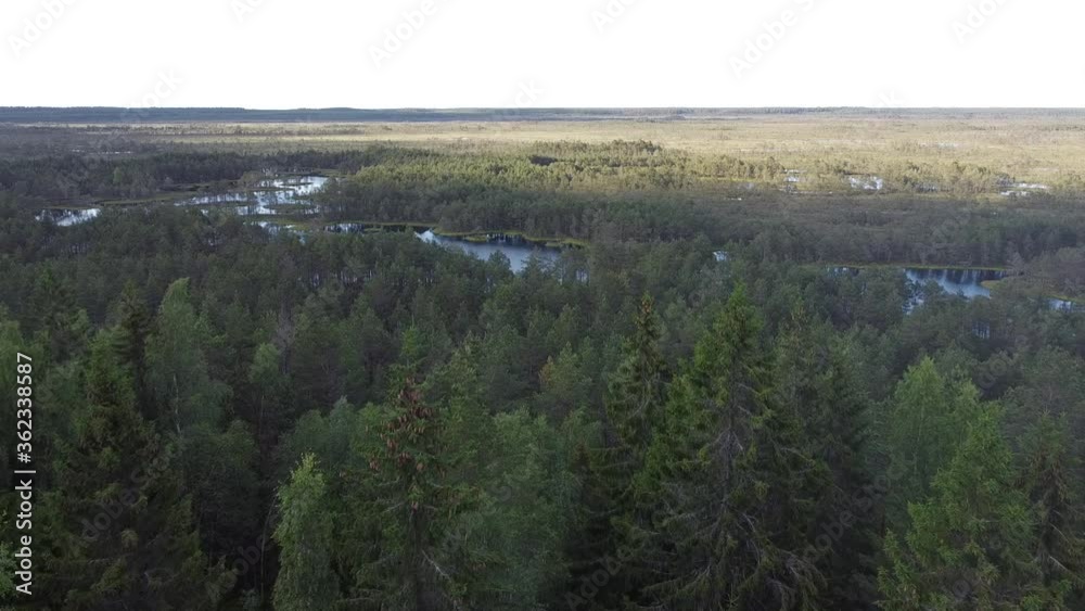 Top view of a swamp and fir forest in the summertime, Estonia Top view of a swamp and fir forest in the summertime, Estonia