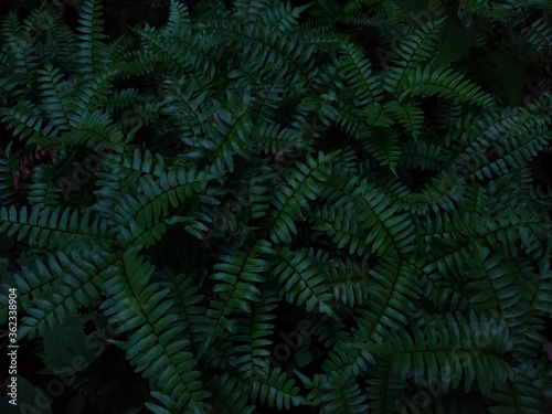 green fern background © SISYPHUS_zirix