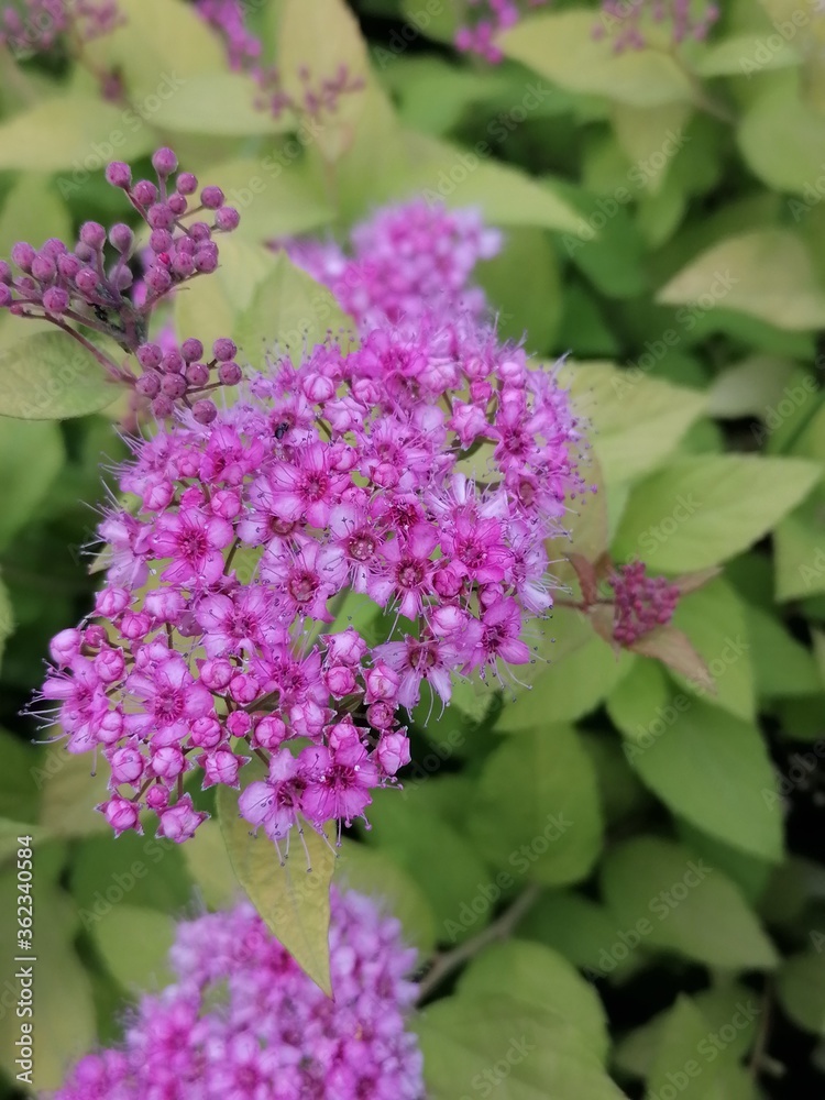 Beautiful flowers in the garden Beautiful flowers in the garden