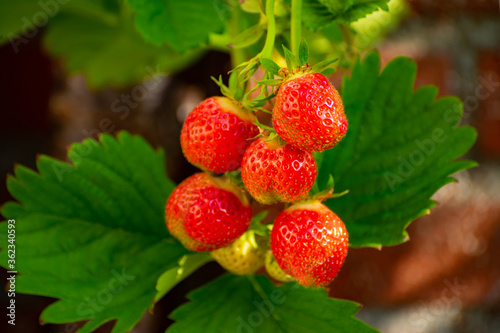 Pink strawberry fruits hanging on plant oin garden