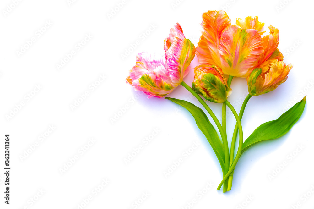 Colorful pink salmon parrot tulips on white background copy space top view