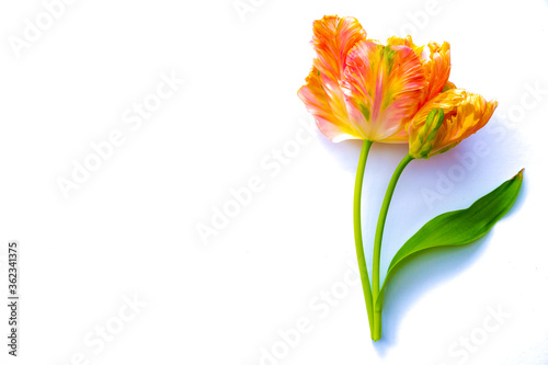 Colorful pink salmon parrot tulips on white background copy space top view