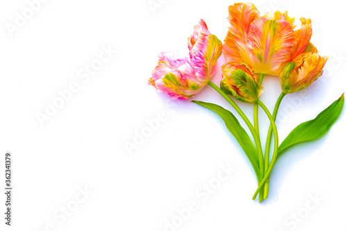 Colorful pink salmon parrot tulips on white background copy space top view