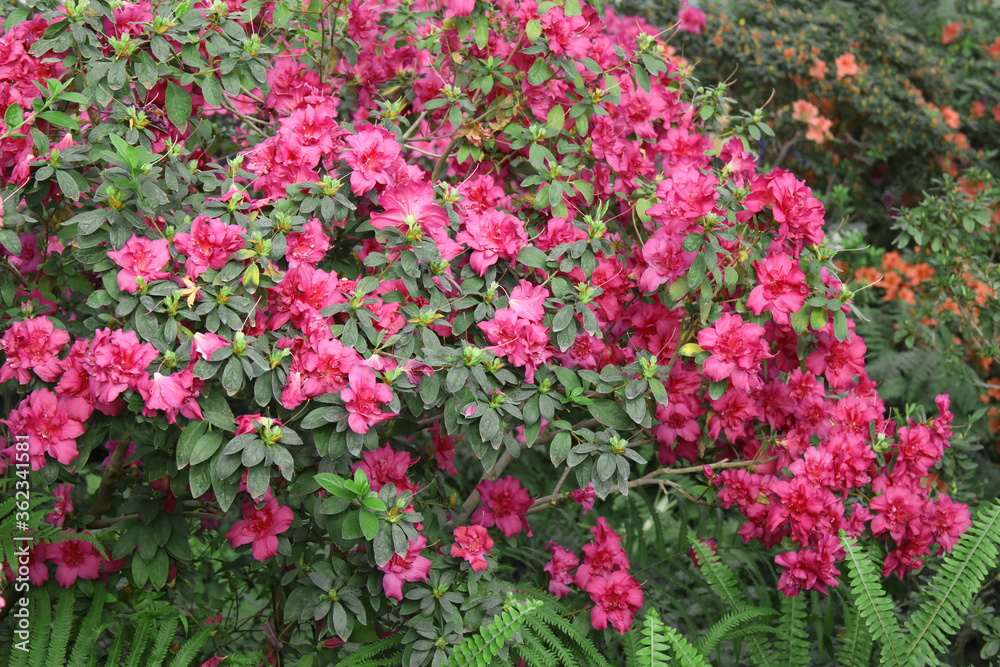 Beautiful spring image with bright flowers of azalea rhododendron