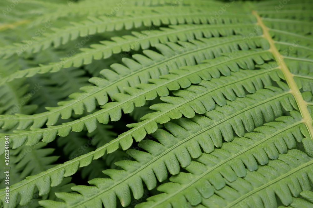 Fototapeta premium green fern leaf