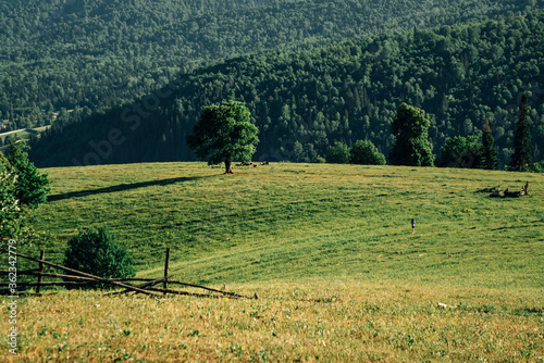Green hill with one tree. Walk in the meadow. Telephoto shot.