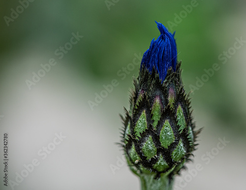 close up bluebottle during spring