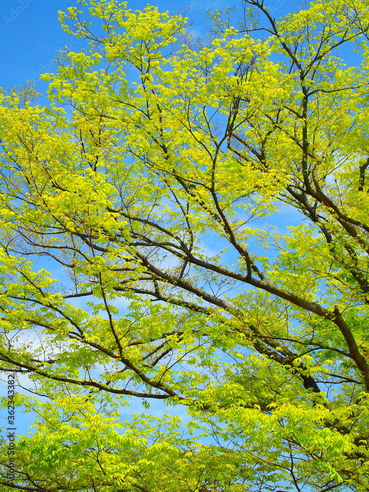Fototapeta premium 春の公園の芽吹きの欅と青空風景