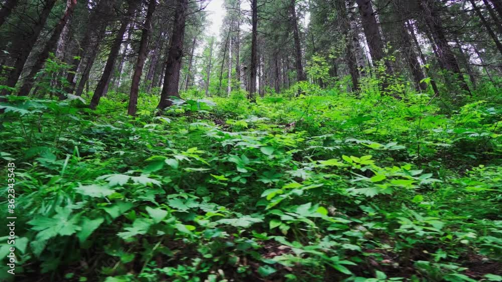 Moving along Lush Greenery Foliage in Coniferous Forest. Bright Green Underbrush in Pine Woods Moving along Lush Greenery Foliage in Coniferous Forest. Bright Green Underbrush in Pine Woods