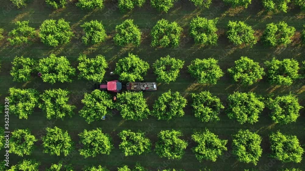 Tractor moving through a fruit orchard at sunrise with people picking peaches as camera descends upon the trailer.