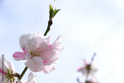 Hana peach - Prunus persica. It is called "Hana momo" in Japan.
