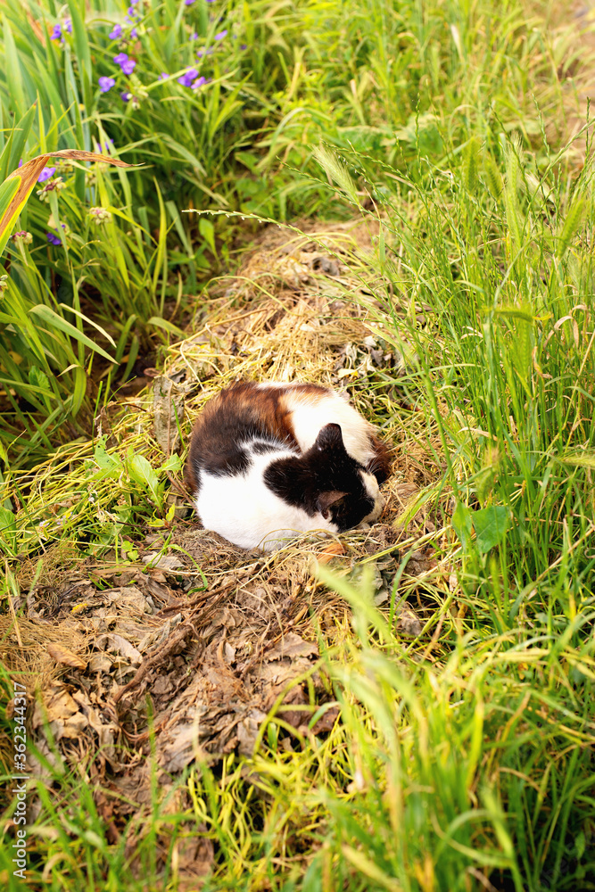 Domestic cat sleeps on grass among flowers and grass
