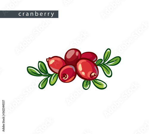 sketch_cranberry_five_berries