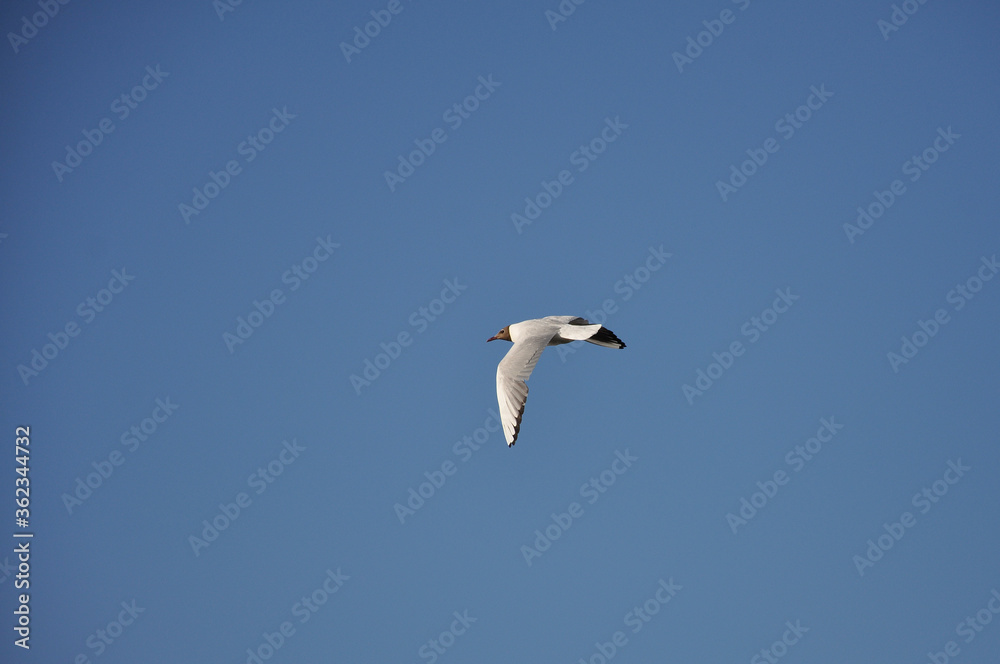 Seagull against the blue sky. Birds, animals, nature Seagull against the blue sky. Birds, animals, nature
