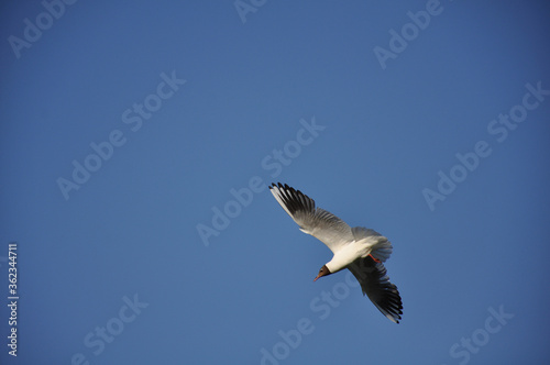 Seagull against the blue sky. Birds  animals  nature