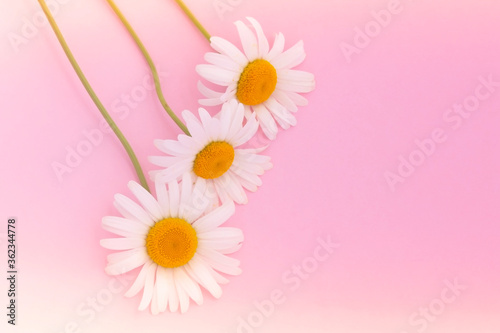 Pink background with chamomiles flowers and copy space. Daisy flowers composition. Spring or summer concept