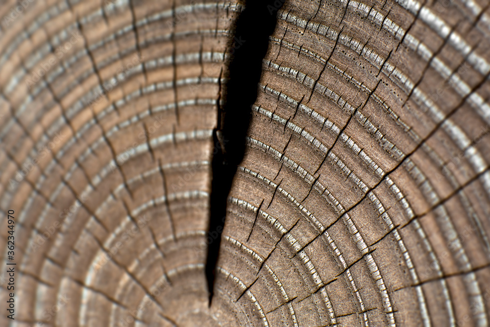 Burned polished pine tree trunk cross section