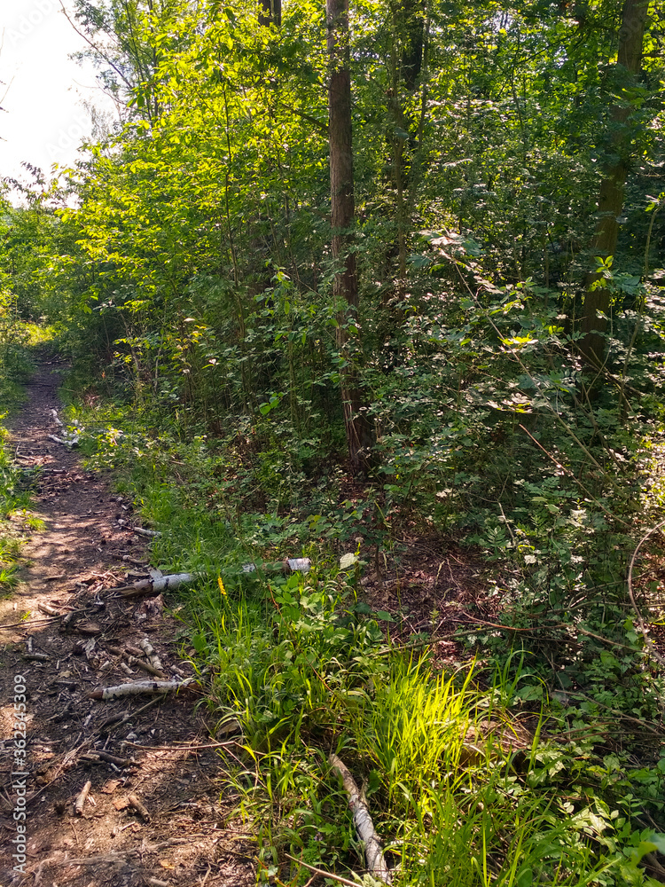 path in the forest