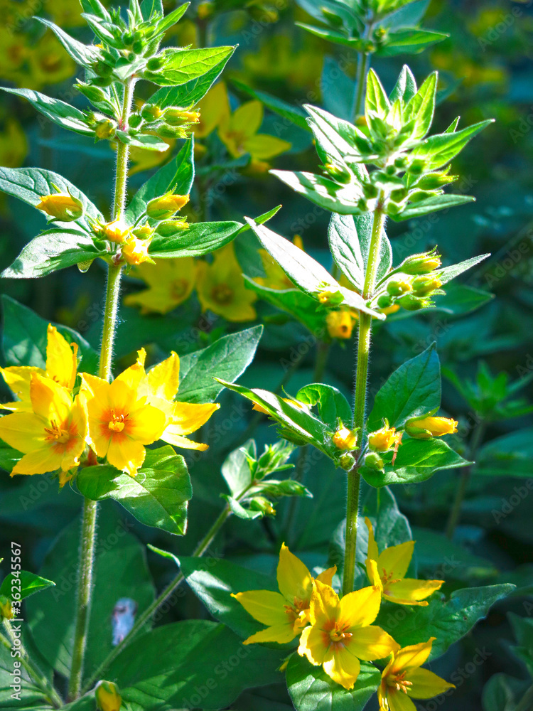 verbena Lysimachia blooms in summer with yellow flower verbena Lysimachia blooms in summer with yellow flower