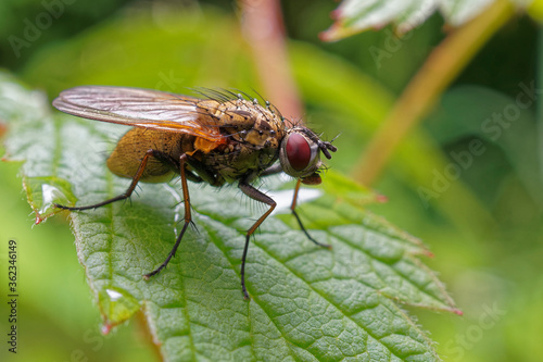 A fly on a raspberry leaf. photo