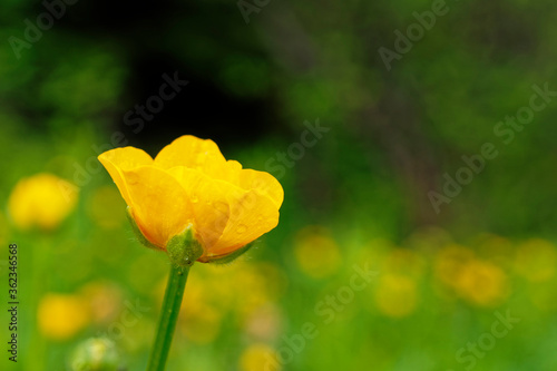 Wild buttercup growing in a meadow.