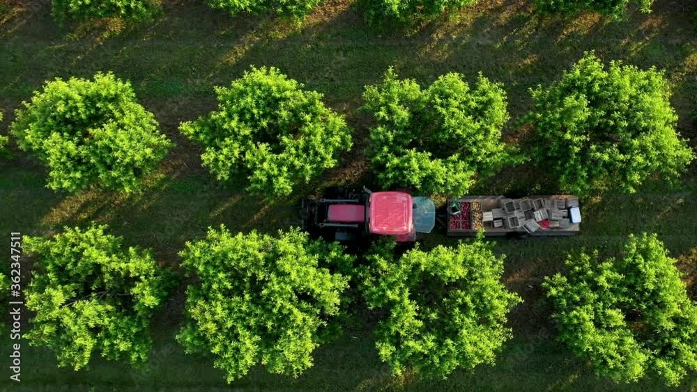 Closeup view of tractor loaded with freshly picked peaches moving through an orchard at sunrise. Closeup view of tractor loaded with freshly picked peaches moving through an orchard at sunrise.