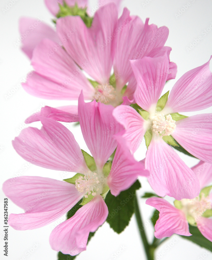 Branch of pink five-leafed flowers on a white background Branch of pink five-leafed flowers on a white background