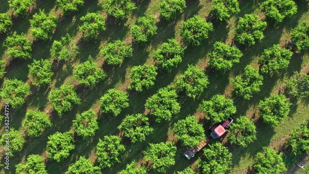 Diagonal rows of fruit trees and a tractor loaded with freshly harvest peaches and people picking in an orchard at sunrise.