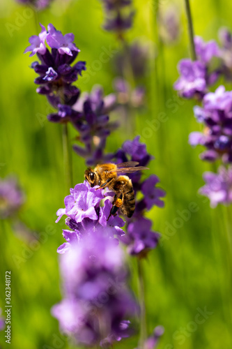 Bee on beautiful lavender flower in the middle of summer