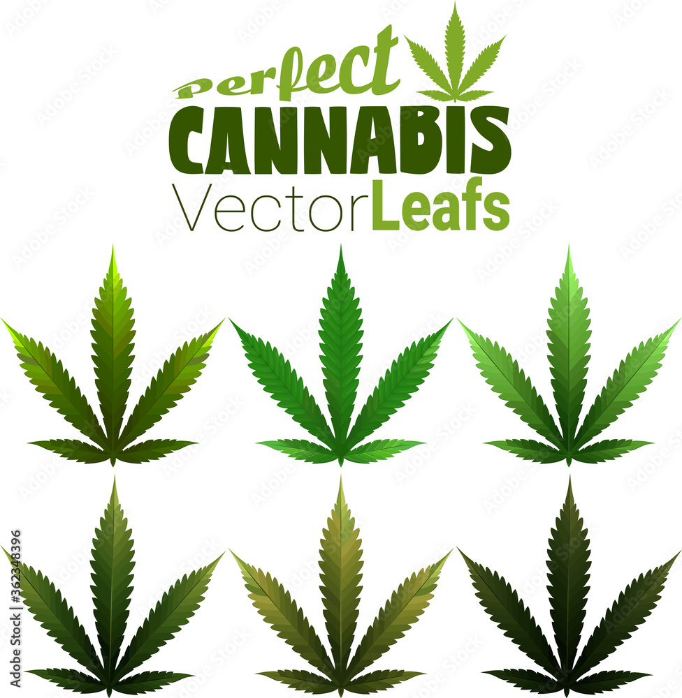 Perfect Cannabis Leafs in Vector