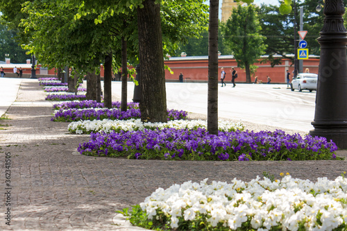 Saint Petersburg. Flowerbeds on the background of a city street. © apm_spb