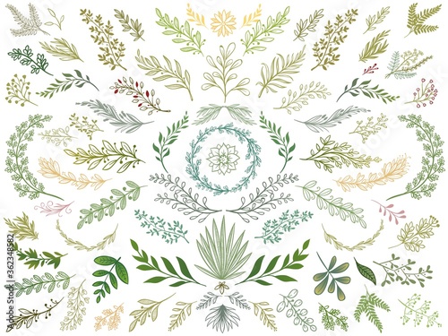 Decor leaves. Hand drawn greenery branches, nature green plants leaf and decorative sketch leaves isolated vector Illustration set. Branch and flower, vintage floral decorative botanical