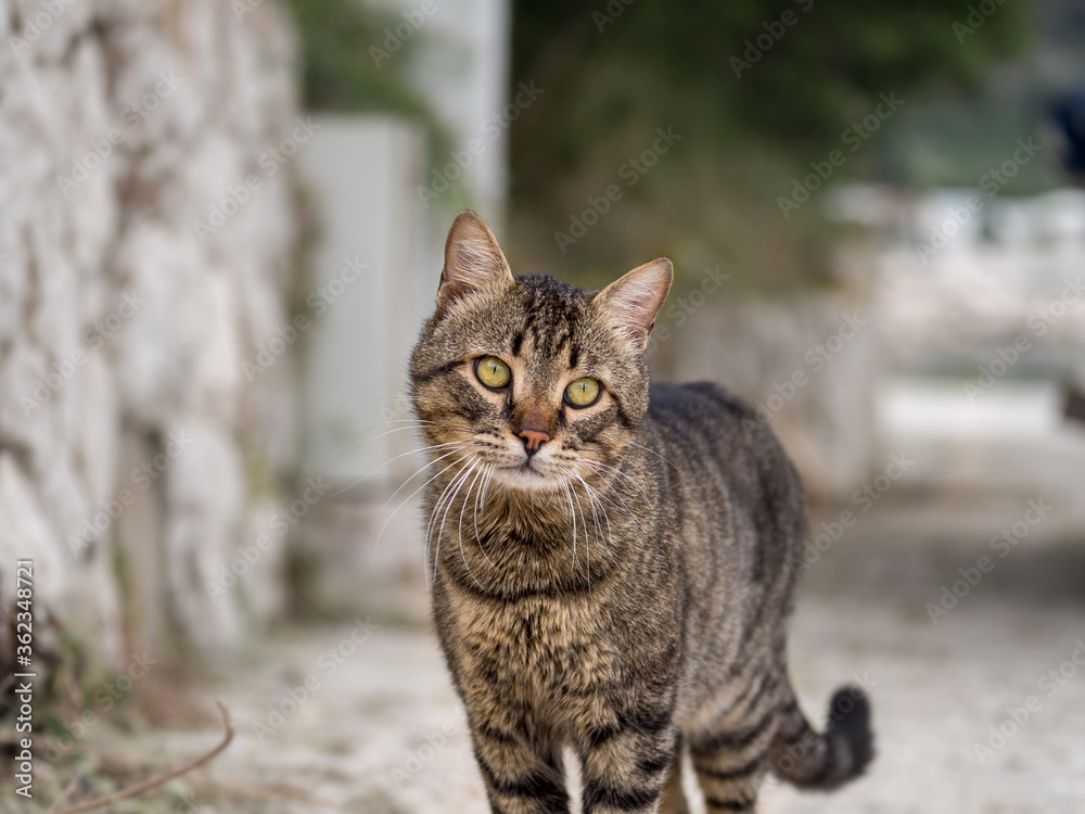 Portrait of a cat on the street Portrait of a cat on the street
