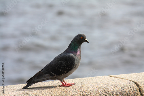 pigeon on the granite embankment of the Neva river