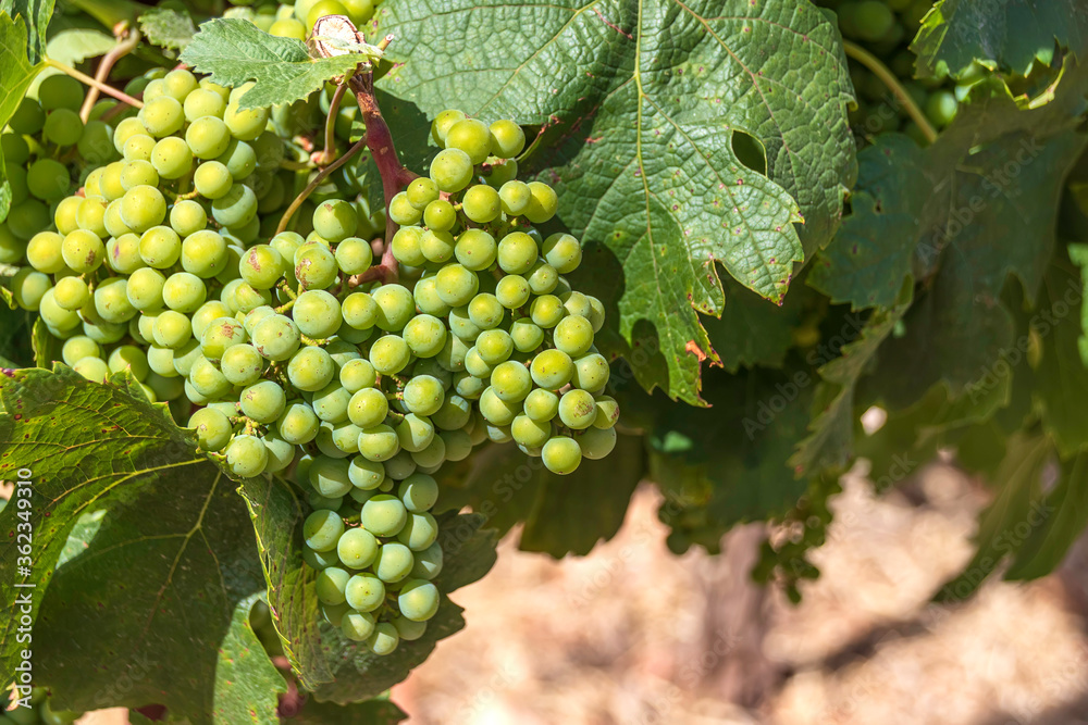 Large clusters of unripe grapes in green foliage in a vineyard