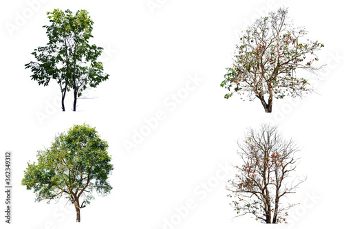 trees collection are fresh and dry on isolate on white background