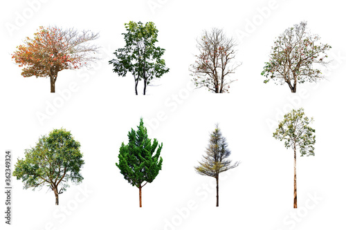 trees collection from forest in nature isolate on white background