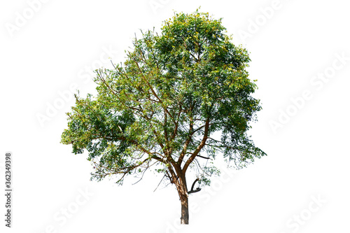 tree with green leaves isolate on white background