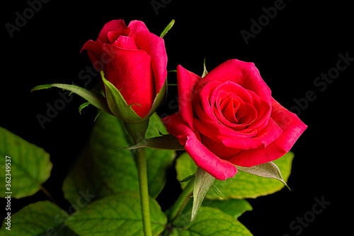 Fototapeta Naklejka Na Ścianę i Meble -  Two Red Rose Flowers Isolated on a Black Background