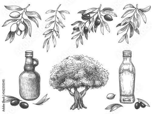 Engravied olive oil. Hand drawn olives tree, sketch oil bottle and olive branches with leaves vector illustration set. Branch olive tree, plant oil vegetarian