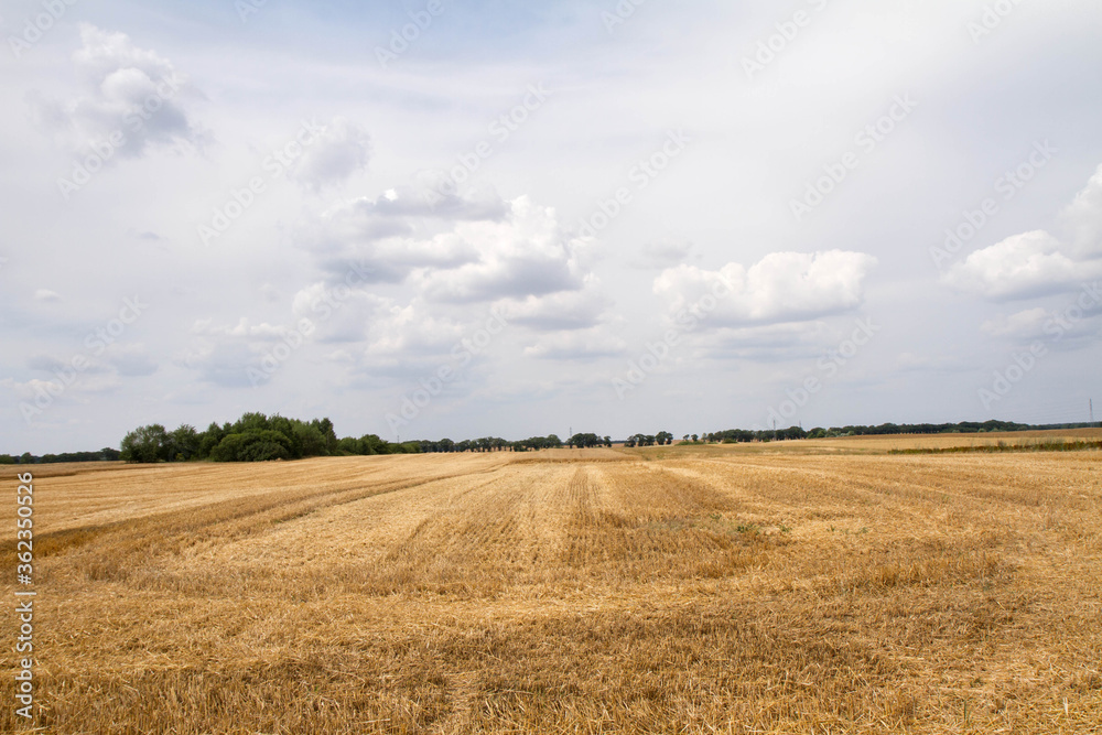Field after harvest under a cloudy sky